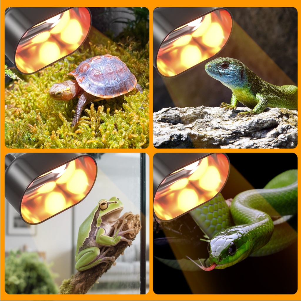 Reptile Supplies